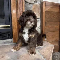 Woody, a male Cavapoo for sale in New Haven, IN – Photo 2 of 7