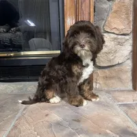 Woody, a male Cavapoo for sale in New Haven, IN – Photo 4 of 7