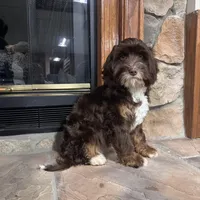 Woody, a male Cavapoo for sale in New Haven, IN – Photo 1 of 7