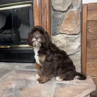 Woody, a male Cavapoo for sale in New Haven, IN – Photo 7 of 7