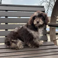 Rosemary , a female Cavapoo for sale in New Haven, IN – Photo 3 of 9