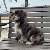 Rosemary , a female Cavapoo for sale in New Haven, IN – Photo 2 of 9