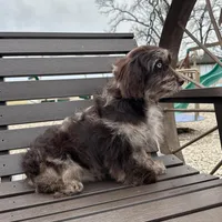 Rosemary , a female Cavapoo for sale in New Haven, IN – Photo 9 of 9