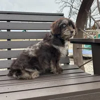 Rosemary , a female Cavapoo for sale in New Haven, IN – Photo 8 of 9