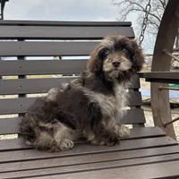 Rosemary , a female Cavapoo for sale in New Haven, IN – Photo 7 of 9