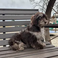 Rosemary , a female Cavapoo for sale in New Haven, IN – Photo 5 of 9