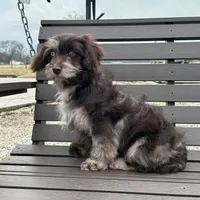 Rosemary , a female Cavapoo for sale in New Haven, IN – Photo 4 of 9