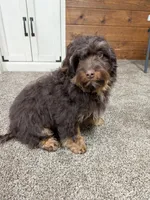 Reese’s , a male Cavapoo for sale in New Haven, IN – Photo 4 of 8