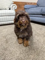 Reese’s , a male Cavapoo for sale in New Haven, IN – Photo 5 of 8