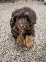 Reese’s , a male Cavapoo for sale in New Haven, IN – Photo 7 of 8