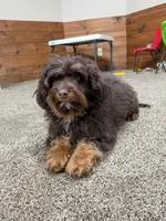 Reese’s , a male Cavapoo for sale in New Haven, IN – Photo 1 of 8