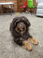 Reese’s , a male Cavapoo for sale in New Haven, IN – Photo 2 of 8