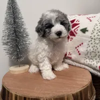 Blizzard , a female Cavapoo for sale in New Haven, IN – Photo 2 of 7
