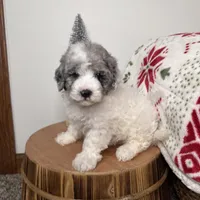 Blizzard , a female Cavapoo for sale in New Haven, IN – Photo 1 of 7