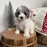 Blizzard , a female Cavapoo for sale in New Haven, IN – Photo 6 of 7