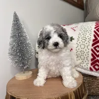 Blizzard , a female Cavapoo for sale in New Haven, IN – Photo 3 of 7