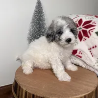 Blizzard , a female Cavapoo for sale in New Haven, IN – Photo 5 of 7