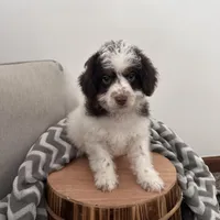 Dasher, a male Cavapoo for sale in New Haven, IN – Photo 8 of 9