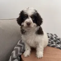 Dasher, a male Cavapoo for sale in New Haven, IN – Photo 4 of 9