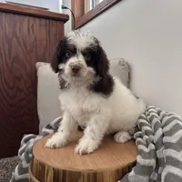 Dasher, a male Cavapoo for sale in New Haven, IN – Photo 6 of 9