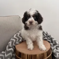 Dasher, a male Cavapoo for sale in New Haven, IN – Photo 5 of 9