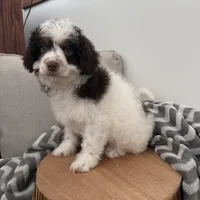 Dasher, a male Cavapoo for sale in New Haven, IN – Photo 7 of 9