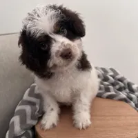 Dasher, a male Cavapoo for sale in New Haven, IN – Photo 2 of 9