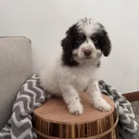 Dasher, a male Cavapoo for sale in New Haven, IN – Photo 9 of 9