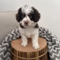 Dasher, a male Cavapoo for sale in New Haven, IN – Photo 3 of 9