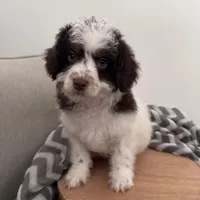 Dasher, a male Cavapoo for sale in New Haven, IN – Photo 1 of 9
