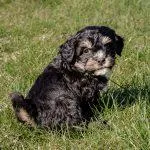 Howie, a male Miniature Bernedoodle for sale in New Haven, IN – Photo 1 of 2