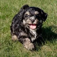 Howie, a male Miniature Bernedoodle for sale in New Haven, IN – Photo 2 of 2