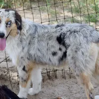 Meatball #7, a female Australian Shepherd for sale in Dunnellon, FL – Photo 2 of 9