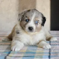 Meatball #7, a female Australian Shepherd for sale in Dunnellon, FL – Photo 8 of 9