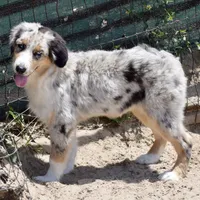 Meatball #7, a female Australian Shepherd for sale in Dunnellon, FL – Photo 3 of 9
