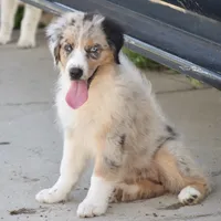 Meatball #7, a female Australian Shepherd for sale in Dunnellon, FL – Photo 5 of 9