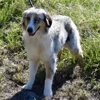 Meatball #7, a female Australian Shepherd for sale in Dunnellon, FL – Photo 1 of 9