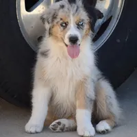 Meatball #7, a female Australian Shepherd for sale in Dunnellon, FL – Photo 6 of 9