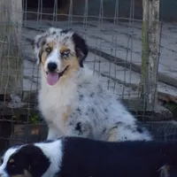 Meatball #7, a female Australian Shepherd for sale in Dunnellon, FL – Photo 4 of 9