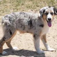 Meatball #7, a female Australian Shepherd for sale in Dunnellon, FL – Photo 9 of 9