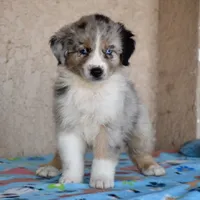 Meatball #7, a female Australian Shepherd for sale in Dunnellon, FL – Photo 7 of 9