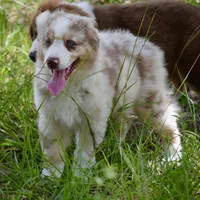 Mojo #2, a male Australian Shepherd for sale in Dunnellon, FL – Photo 4 of 8
