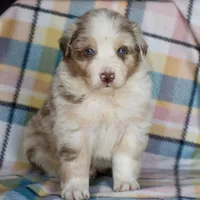 Mojo #2, a male Australian Shepherd for sale in Dunnellon, FL – Photo 8 of 8
