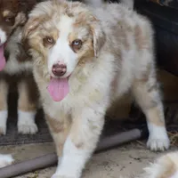 Mojo #2, a male Australian Shepherd for sale in Dunnellon, FL – Photo 3 of 8
