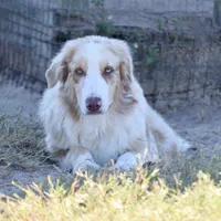 Mojo #2, a male Australian Shepherd for sale in Dunnellon, FL – Photo 1 of 8