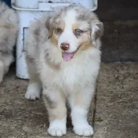 Mojo #2, a male Australian Shepherd for sale in Dunnellon, FL – Photo 6 of 8