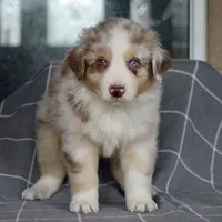 Mojo #2, a male Australian Shepherd for sale in Dunnellon, FL – Photo 7 of 8