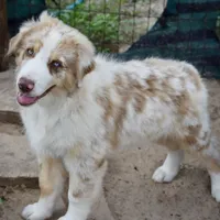 Mojo #2, a male Australian Shepherd for sale in Dunnellon, FL – Photo 2 of 8