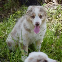 Mojo #2, a male Australian Shepherd for sale in Dunnellon, FL – Photo 5 of 8