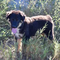 Diamond #1, a male Miniature Australian Shepherd for sale in Dunnellon, FL – Photo 2 of 2
